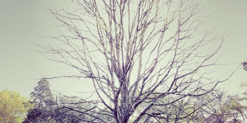 从‘认领这只鸟’到艺术新边界：AIGC如何重塑创意内容与生活灵感