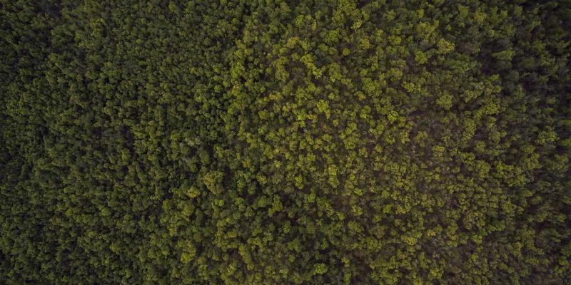 算法如何让艺术飞入寻常家：解码‘认领这只鸟’的流量奇迹与生活灵感