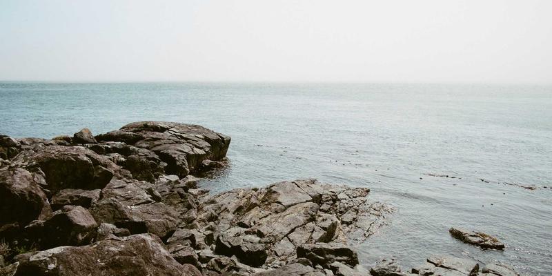 艺术与创意内容如何治愈心灵：从‘认领这只鸟’看鸟类主题的集体温柔