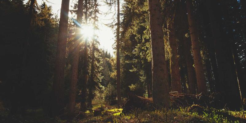 艺术民主化实践：'认领这只鸟'如何用创意内容降低艺术参与门槛
