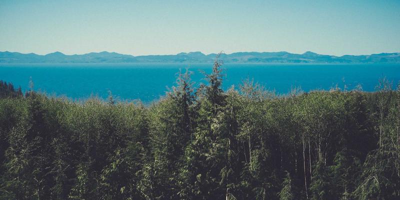 认领这只鸟21:创意内容如何引爆趣味分享新浪潮