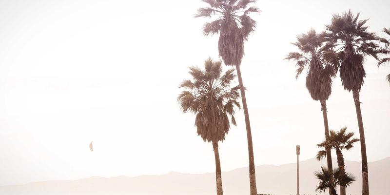 认领这只鸟31:当艺术与鸟类相遇,开启一场治愈心灵的趣味分享