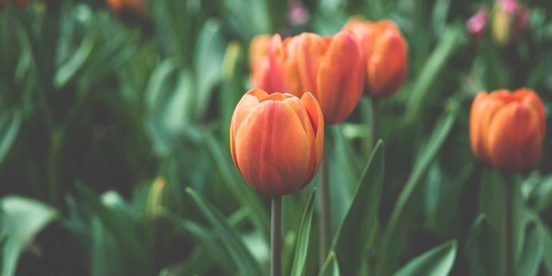 认领这只鸟33：在孟菲斯风格中捕捉生活灵感与趣味分享