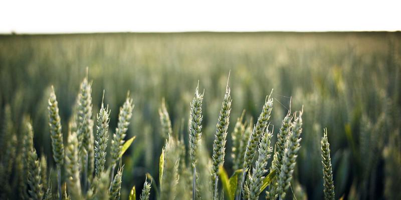 认领这只鸟41:当生活灵感与艺术在羽翼间相遇