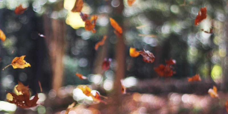 认领这只鸟9：在生活灵感与艺术边界，寻找属于你的诗意栖居