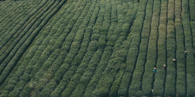 认领这只鸟入门：在生活灵感与趣味分享中，发现创意内容的无限可能