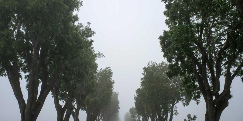 认领这只鸟：在趣味分享中捕捉生活灵感