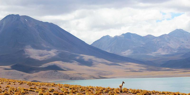 认领这只鸟是什么?解码孟菲斯风格中的生活灵感符号